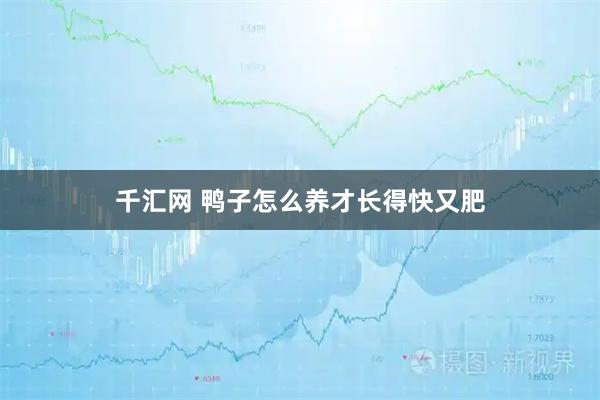 千汇网 鸭子怎么养才长得快又肥